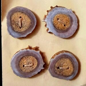 Wildlife Creations Kevin Juby Antler Buttons Set of 4 Handmade Casper Wyoming